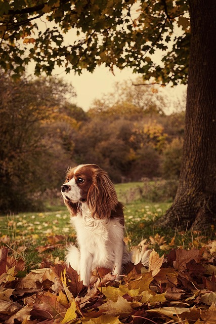 cavalier-king-charles-spaniel-5952817_640