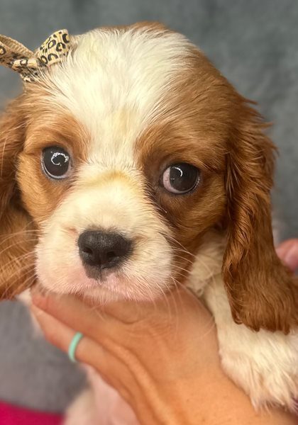 Doli-cavalier-king-charles-spaniel-puppy-picture-8cb6530f-a574-4e