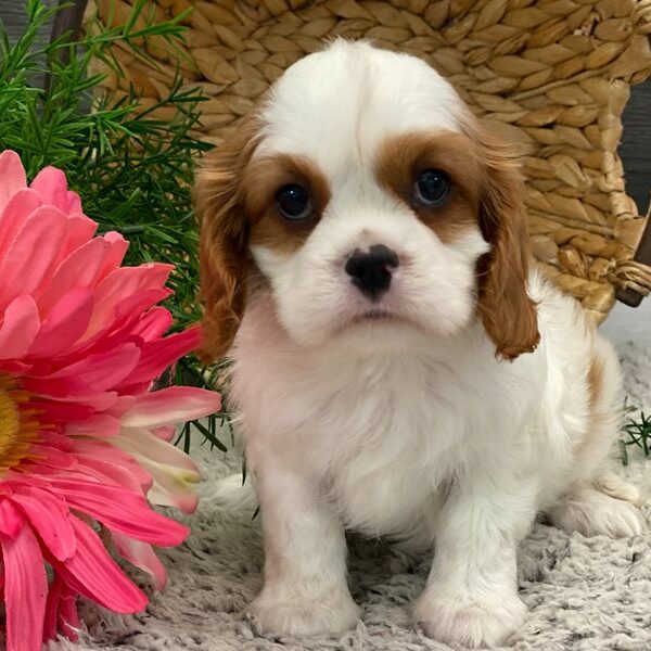 Joy-cavalier-king-charles-spaniel-puppy-picture-2d2a9b5c-4609-43