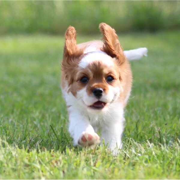Lola-cavalier-king-charles-spaniel-puppy-picture-92604b94-4de1-40