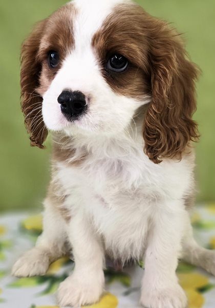 Mark-cavalier-king-charles-spaniel-puppy-picture-80c3112e-d5cb-4b