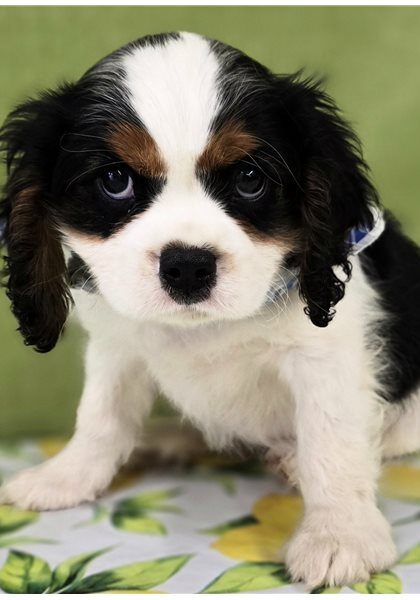 Pedro-cavalier-king-charles-spaniel-puppy-picture-1d3cf193-ca84-45