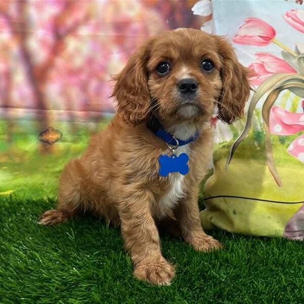 Rocky-cavalier-king-charles-spaniel-puppy-picture-cb74a580-0ec8-4a