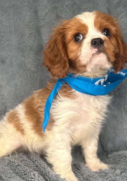 Salam-cavalier-king-charles-spaniel-puppy-picture-2e647386-ab9c-44
